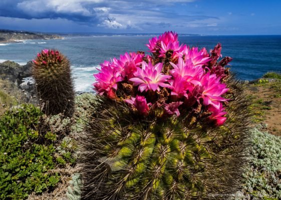 Eriosyce subgibbosa blooming cactus at the coast of central Chile