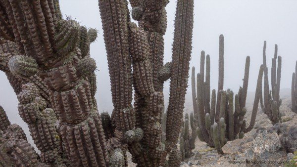 Eulychnia iquiquensis at Morro Moreno National Park near Antofagasta