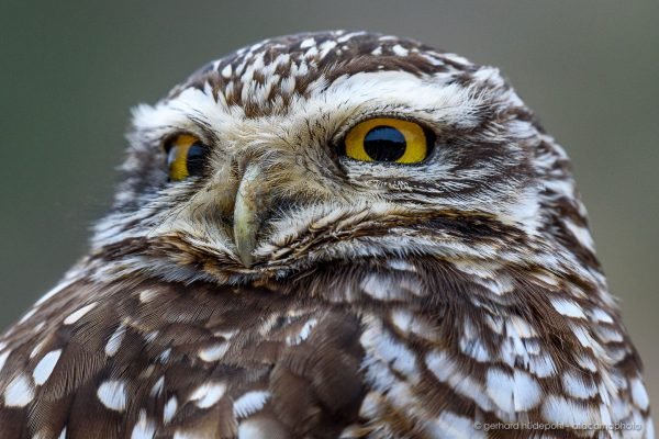 Burrowing owl portrait, Pan de Azucar national park, Atacama Chile