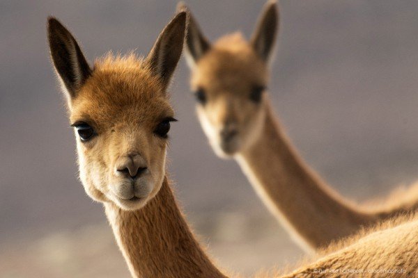 Vicuna portrait at Lauca National Park, Chile