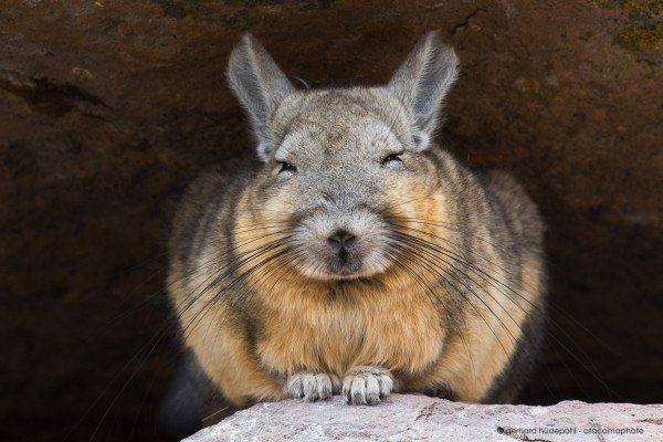 A relaxed mountain viscacha (Lagidium viscacia) at Lauca National Park