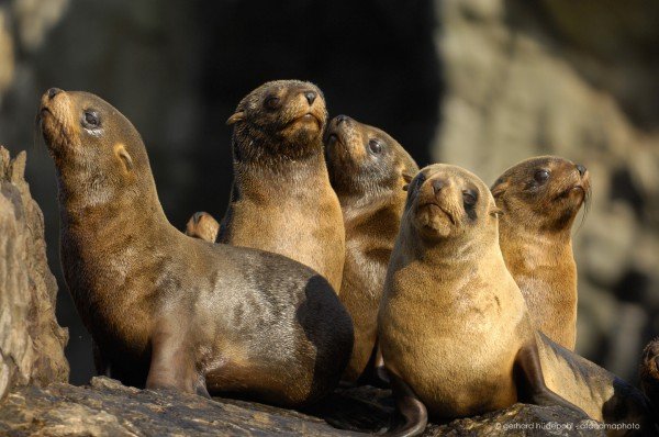 Young South American Fur Seals (Arctocephalus australis) at Antofagasta coast