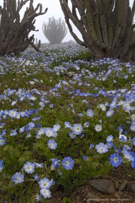 Nolana flowers in bloom between cacti, National Reserve Paposo Atacama desert