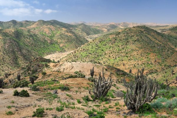 After a rare rain the Atacama desert gets a green cover of plants, Pan de Azucar National Park