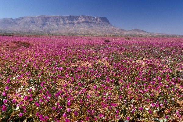 Large field of Pata de Guanaco flowers near Vallenar, Atacama Desert in Bloom, Desierto Florido