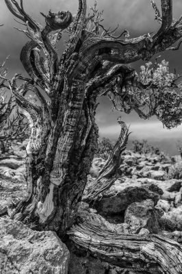 Black and white photo: Queñoa De Altura (Polylepis tarapacana) has been found at altitudes of 5200 meters