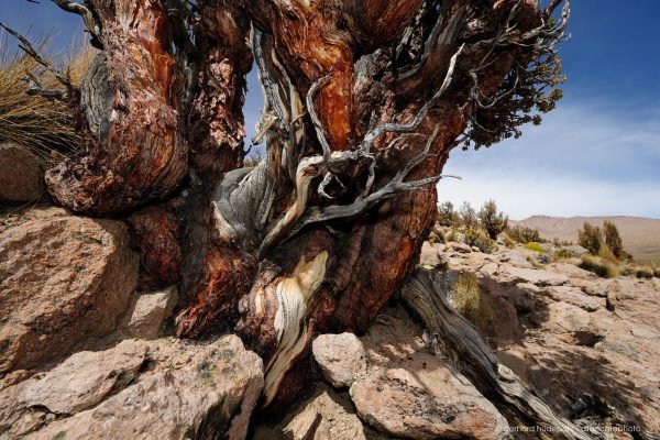 Quenoa de altura or Polylepis (Polylepis tarapacana), the highest living tree on earth