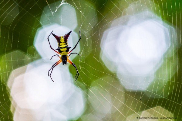 Arachnida: Spiny Orbweaver Spider (Micrathena raimondi), Madidi National Park Bolivia