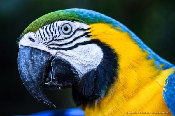 Blue-and-yellow macaw (Ara ararauna), Iguazu bird park