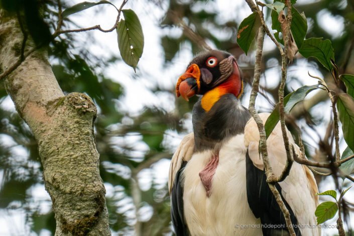 The king vulture, an emblematic bird of the Amazon.
