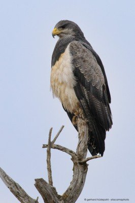 Black-chested buzzard-eagle (Geranoaetus melanoleucus), Patagonia Chile