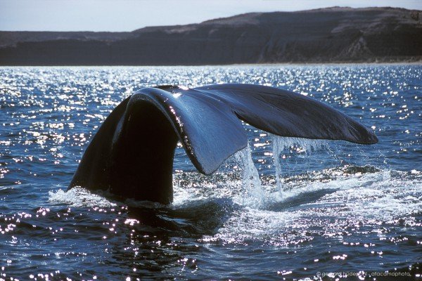 Southern Right Whale (Eubalaena australis) fluke, Peninsula Valdes