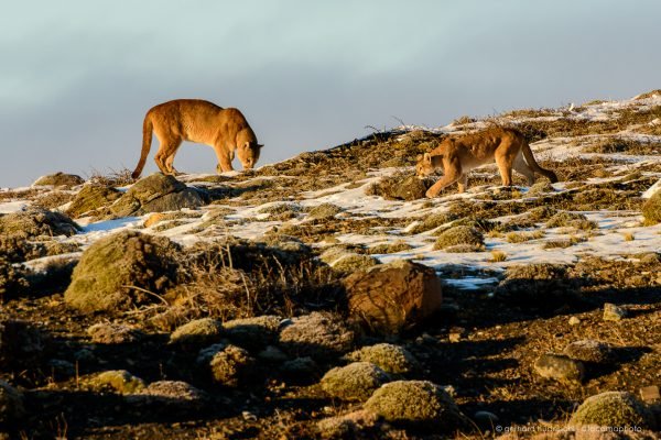 Male puma approaching female during rutting season, Patagonia Chile