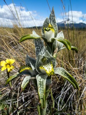 Porcelain orchid (Chloraea magellanica) at Torres del Paine national park, Chile