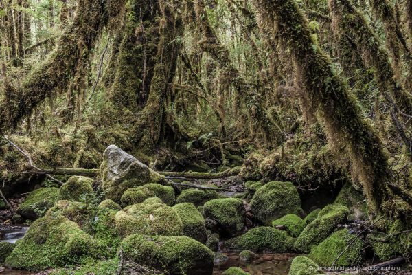 Amazing forest with rocks and trees overed completely in moss, Valle Cochamo Patagonia Chile