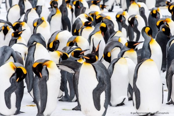 Massive and dense group of king penguins in the snow, Salisbury Plain South Georgia Island