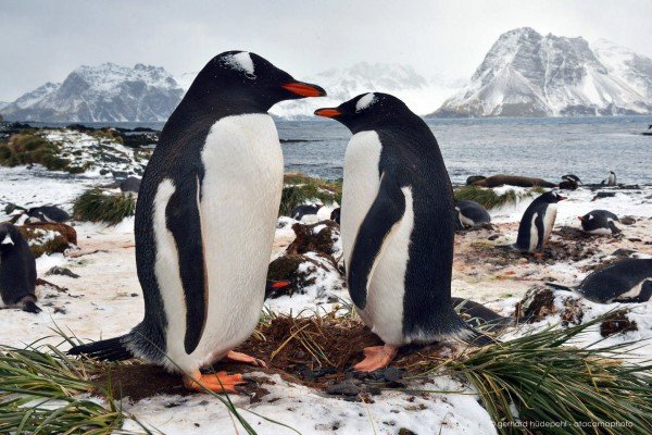 Gentoo penguin couple at their nesting site on Prion Island, South Georgia