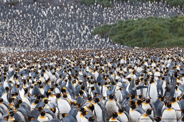 Over 100.000 King penguins (Aptenodytes patagonicus) are gathered at Salisbury Plain